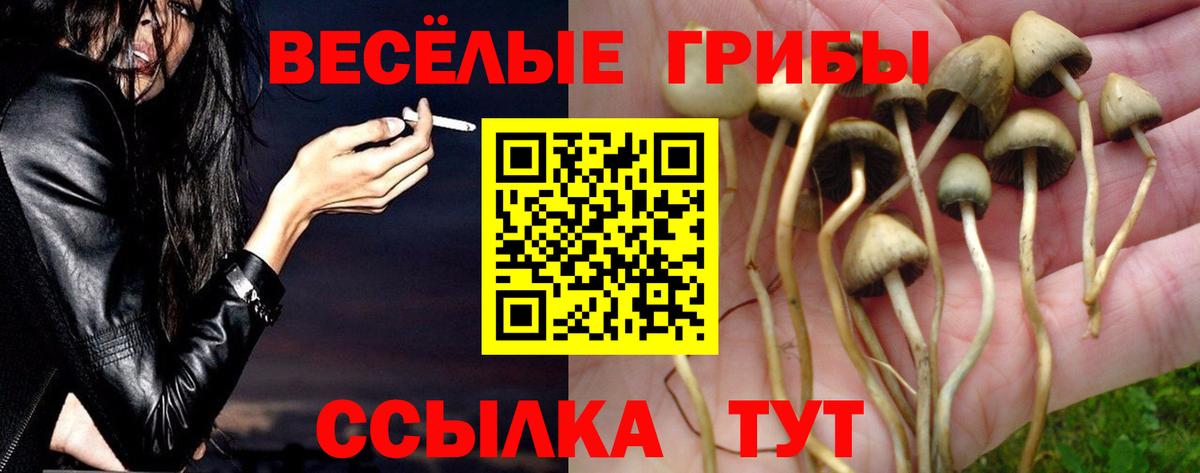 Псилоцибиновые грибы Psilocybine cubensis Кызыл